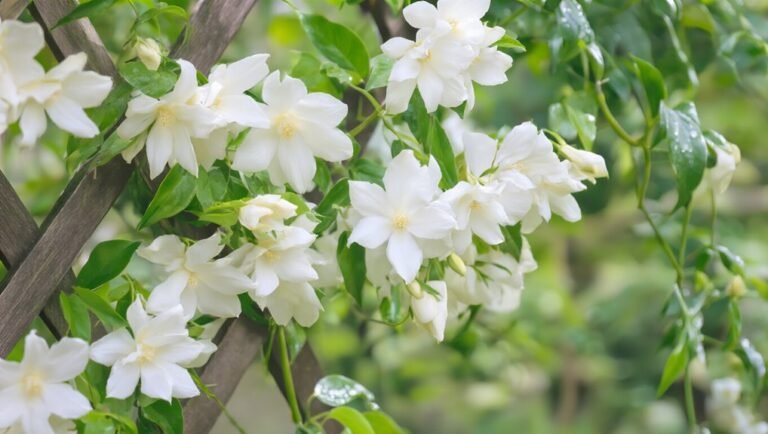 fast growing fragrant jasmine